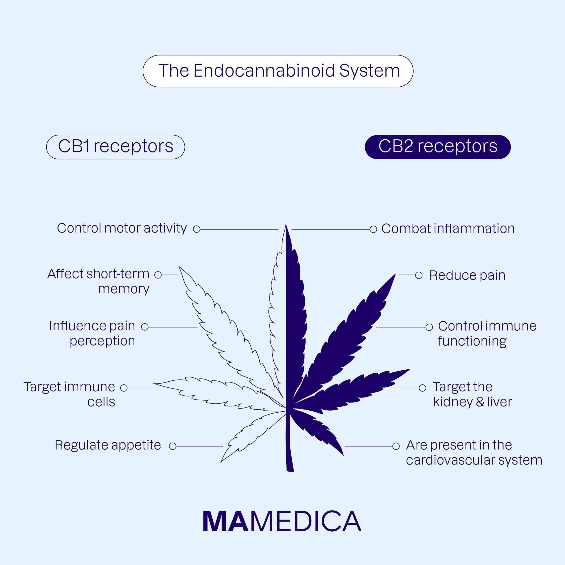 An infographic showing the Endocannabinoid System and the differences between CB1 and CB2 receptors