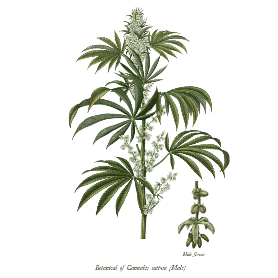 Botanical image of the Cannabis sativa plant (male)
