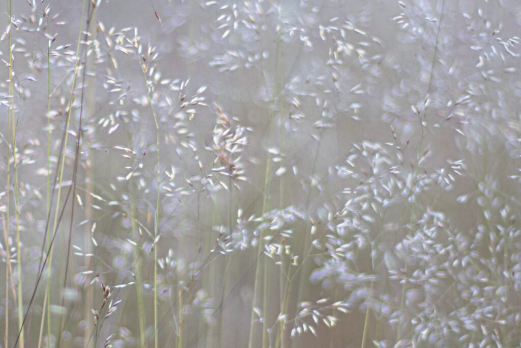 Pollenating plants
