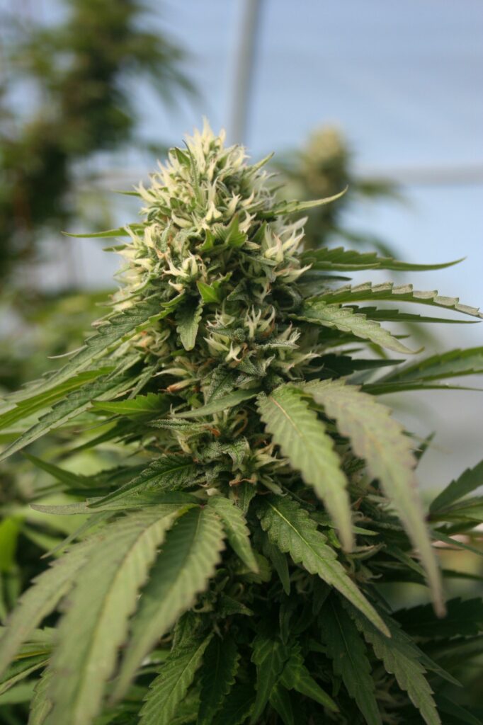 A medical cannabis plant