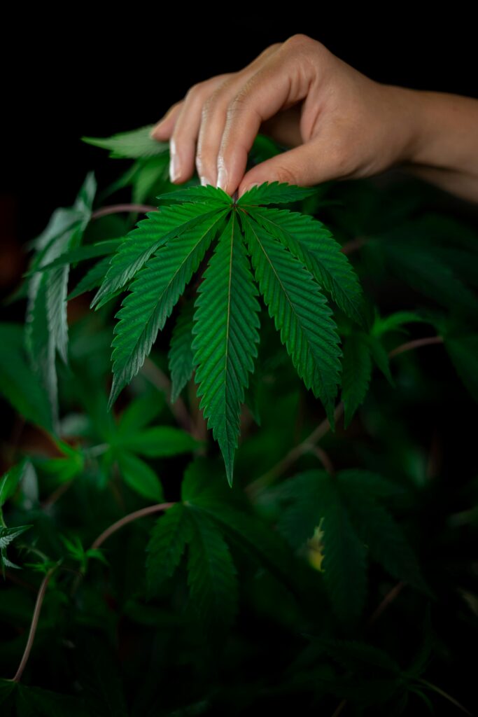 A hand holds up a cannabis leaf to the camera