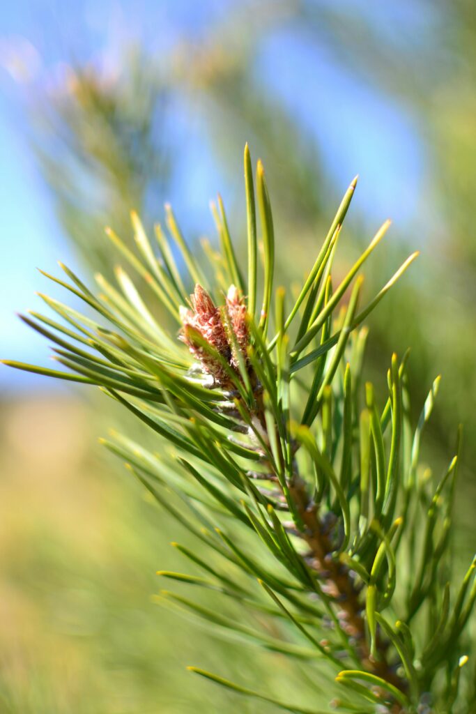 Close-up of a plant sprig