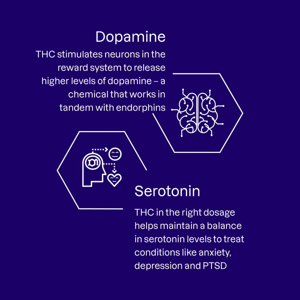 Dopamine and Serotonin infographic. Dopamine: THC stimulates neurons in the reward system to release higher levels of dopamine - a chemical that works in tandem with endorphins. Serotonin: THC in the right dosage helps maintain a balance in serotonin levels to treat conditions like anxiety, depression, and PTSD.