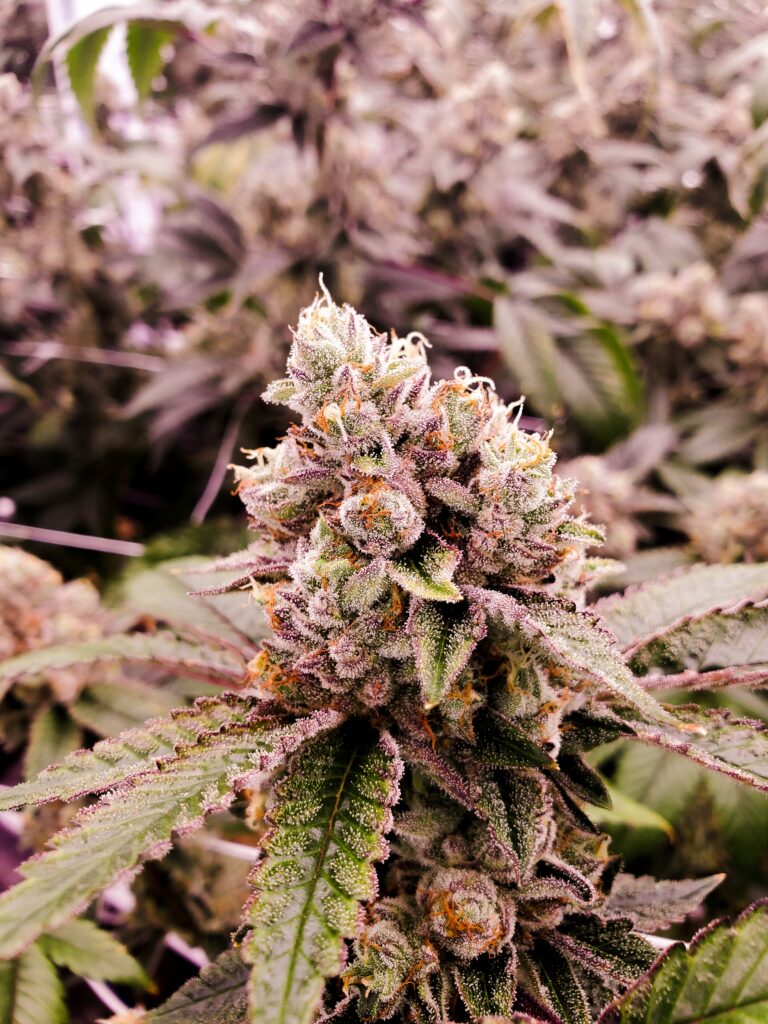 Medical cannabis plant - UK clinic Mamedica for ADHD patients