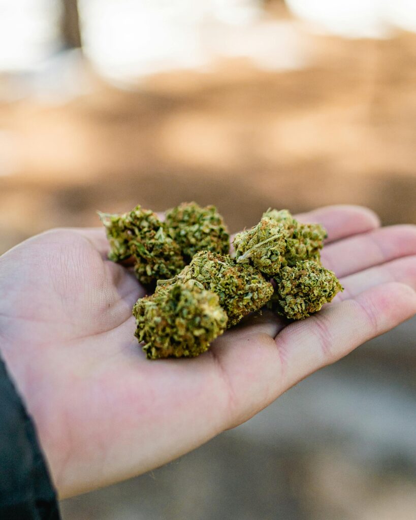 A hand holding out cannabis buds
