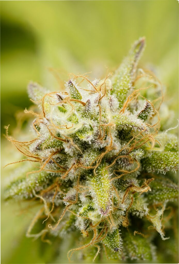 cannabis for epilepsy