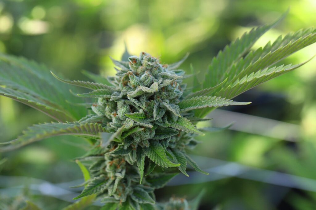 A close-up of a cannabis plant