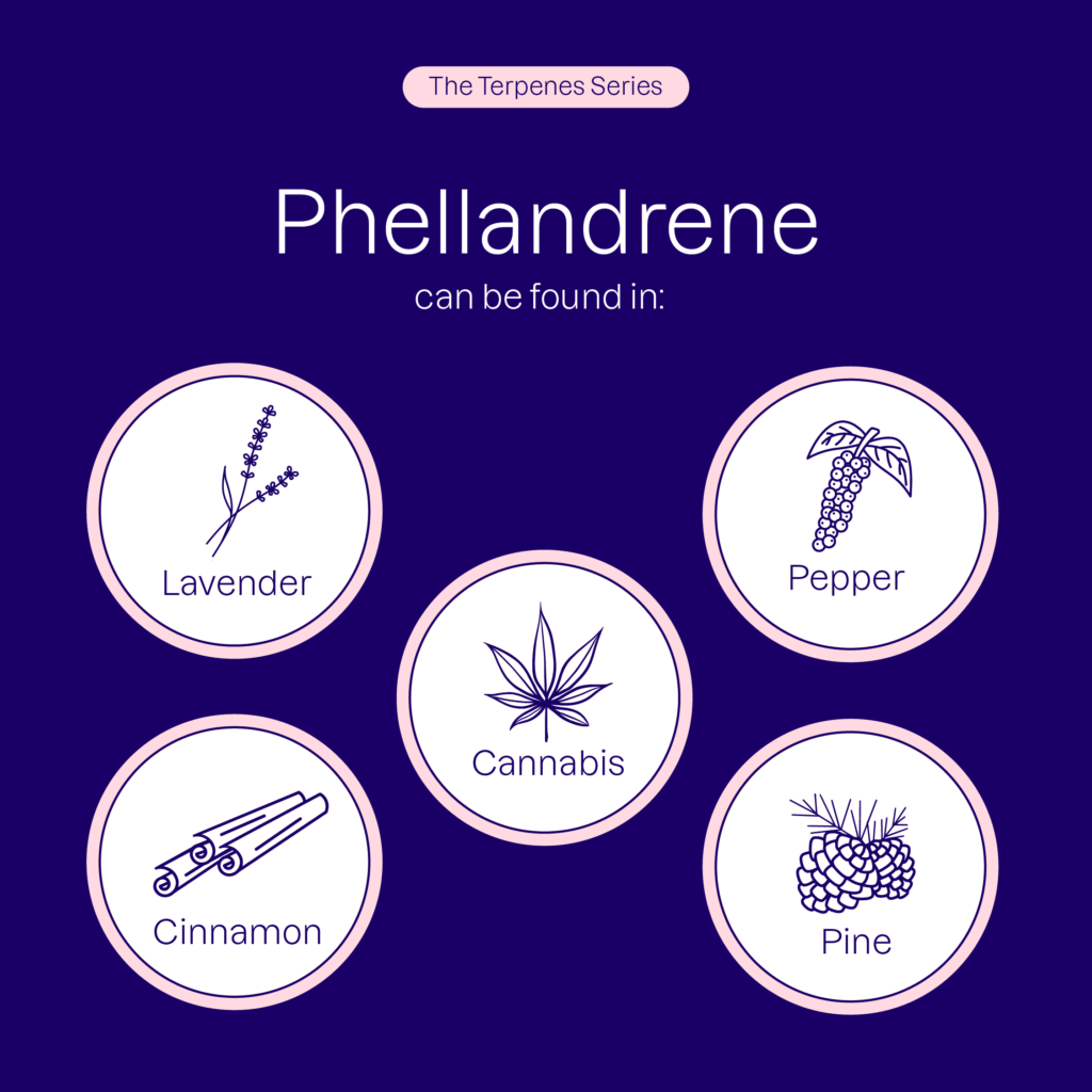 Phellandrene can be found in cannabis, lavender, pepper, cinnamon, and pine