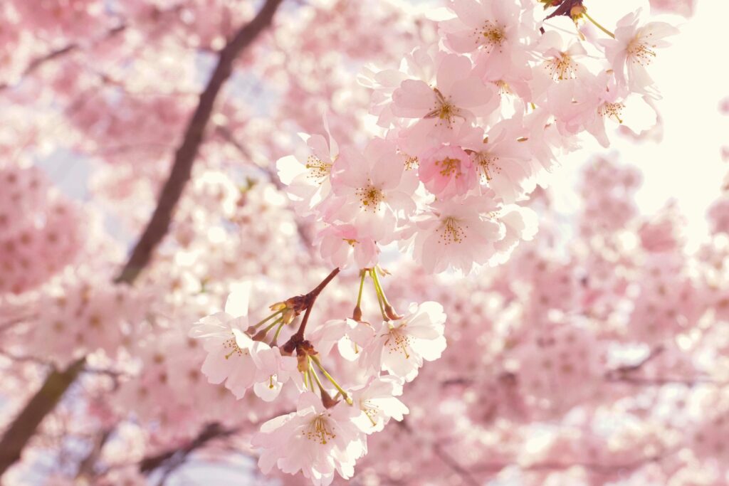 A blossom tree in bloom in spring