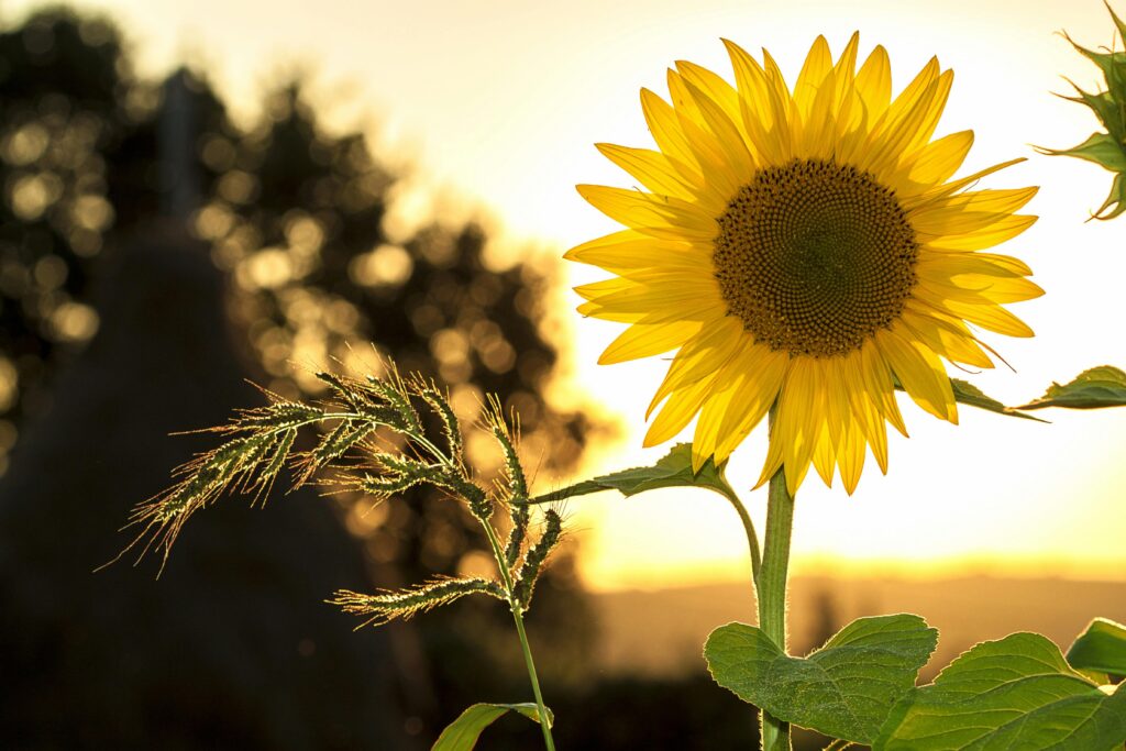 A sunflower in bloom during the summer