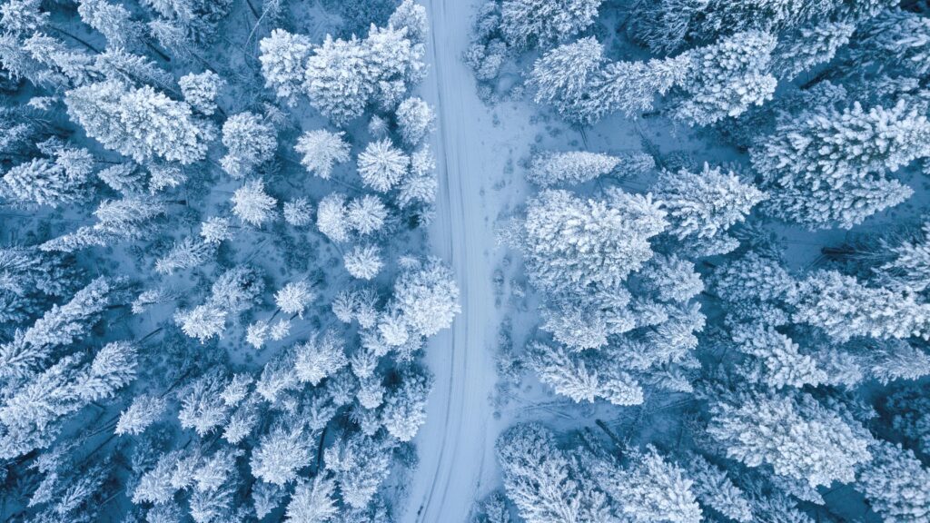 A snowy winter road with trees covered in snow