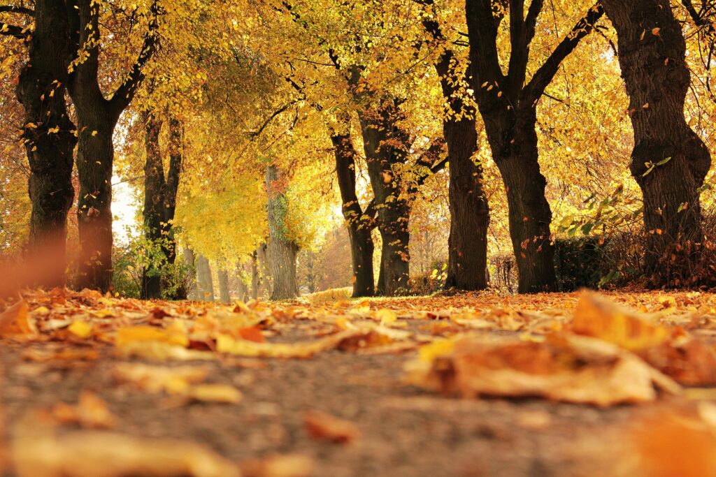 Orange/yellow leaves fall to the ground in autumn