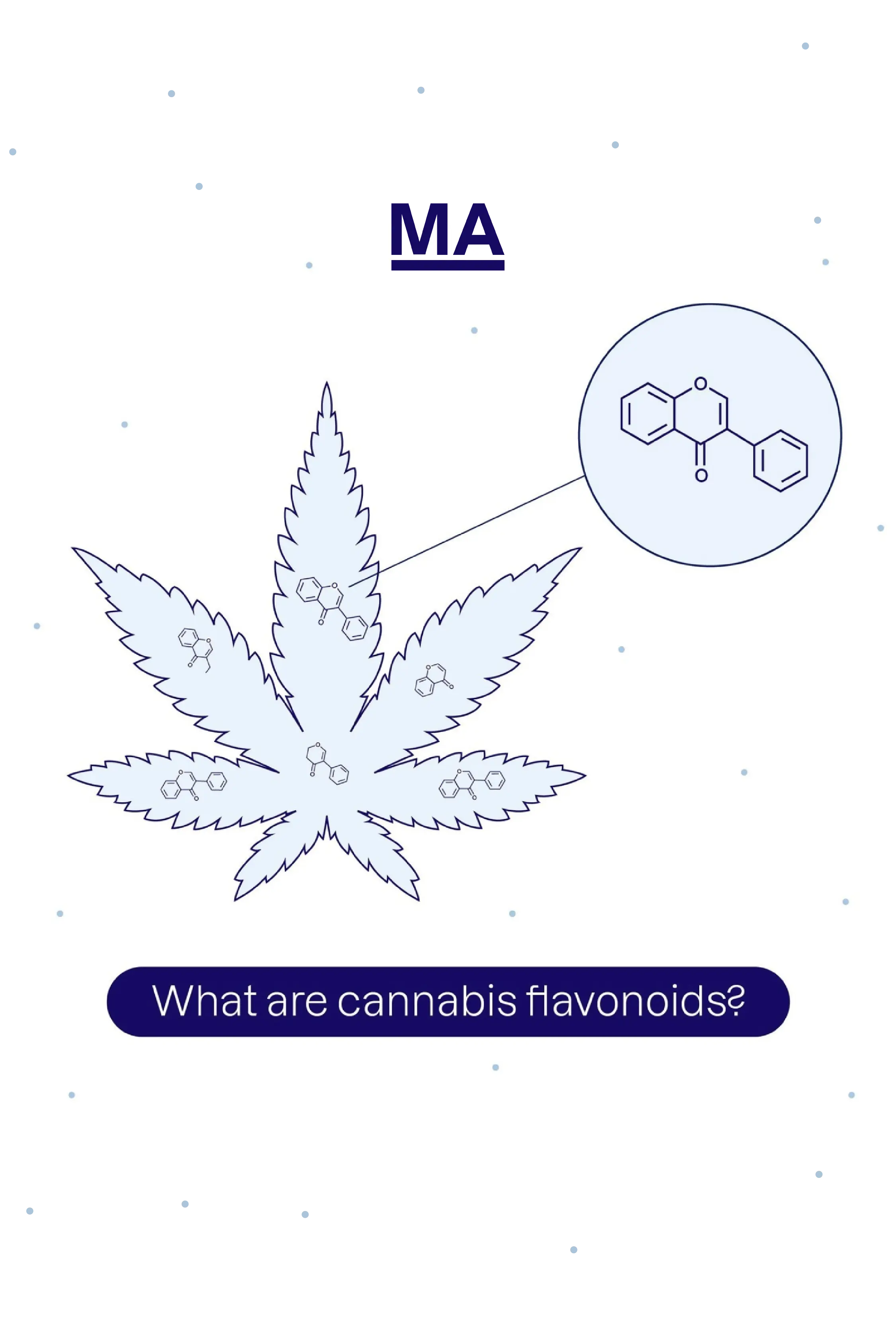 An illustration of a cannabis leaf with the text 'What are cannabis flavonoids?'
