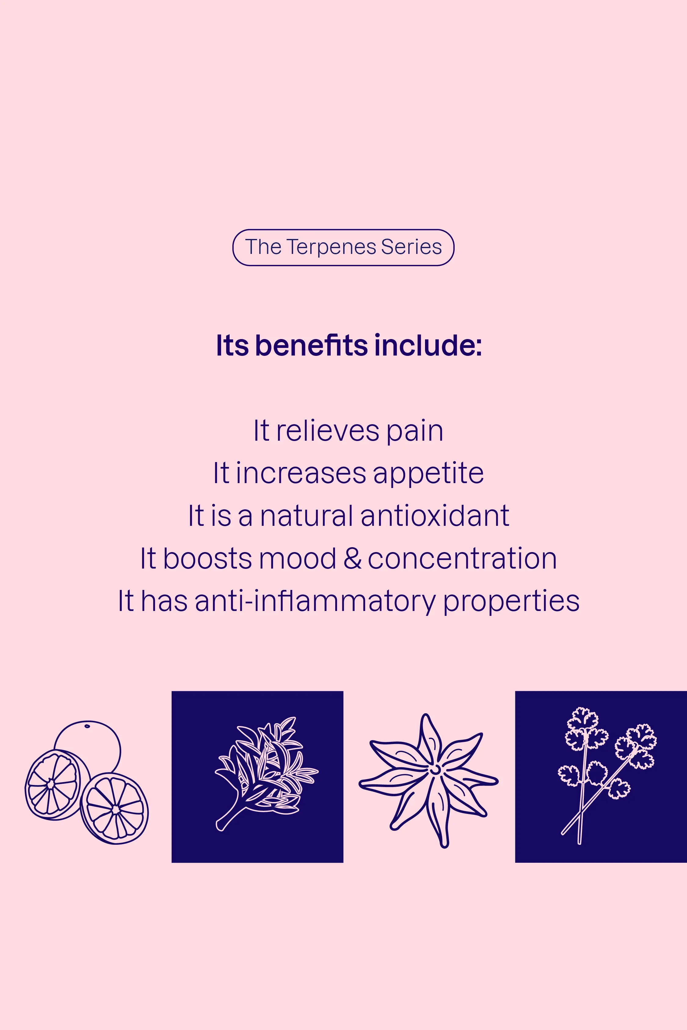 The Terpenes Series: Cymene with the text 'Its benefits include: It relieves pain; it increases appetite; it is a natural antioxidant; it boosts mood and concentration; it has anti-inflammatory properties' followed by stylised images of orange, anise, and two different herbs.