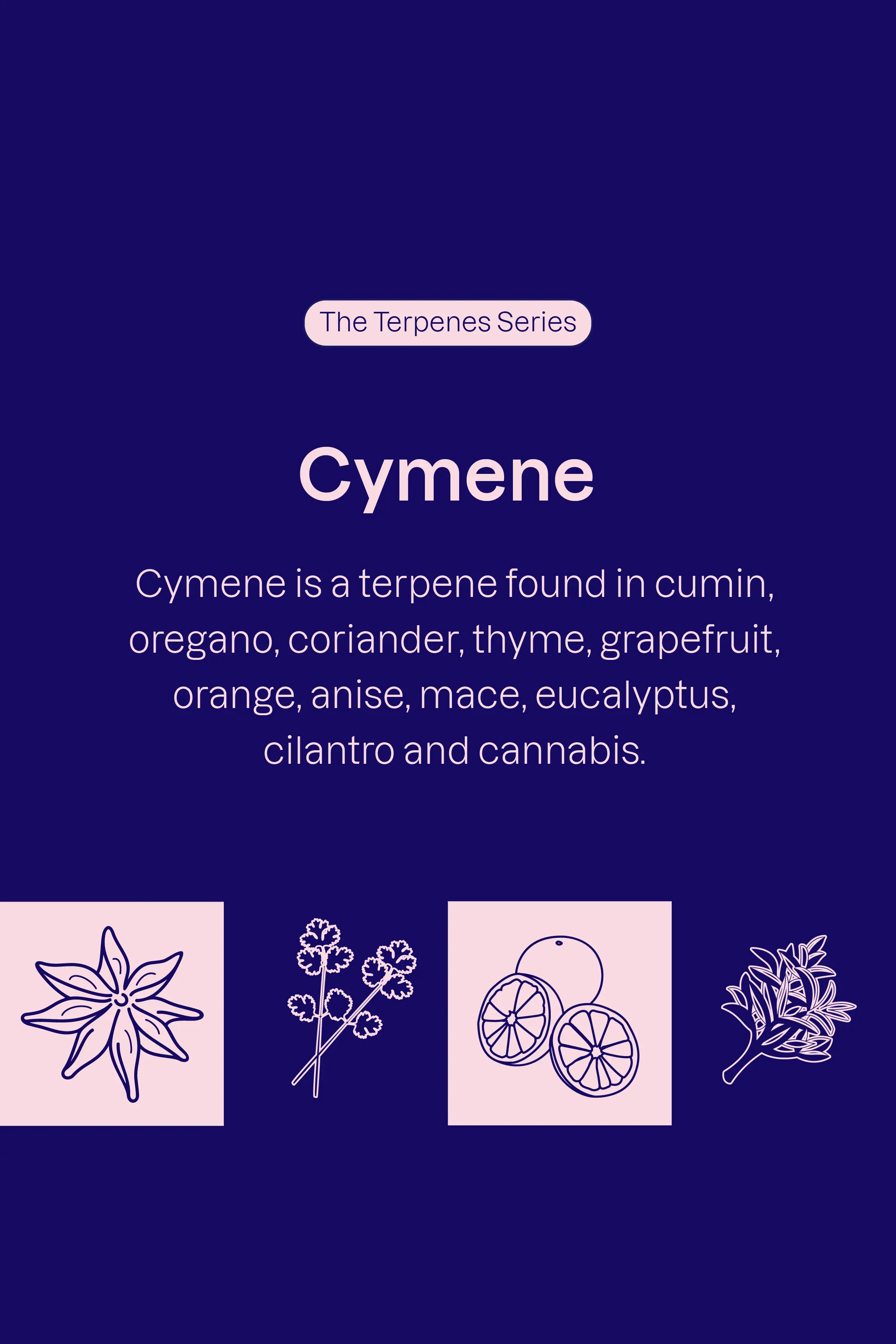 Cymene is a terpene found in cumin, oregano, coriander, thyme, grapefruit, orange, anise, mace, eucalyptus, cilantro, and cannabis