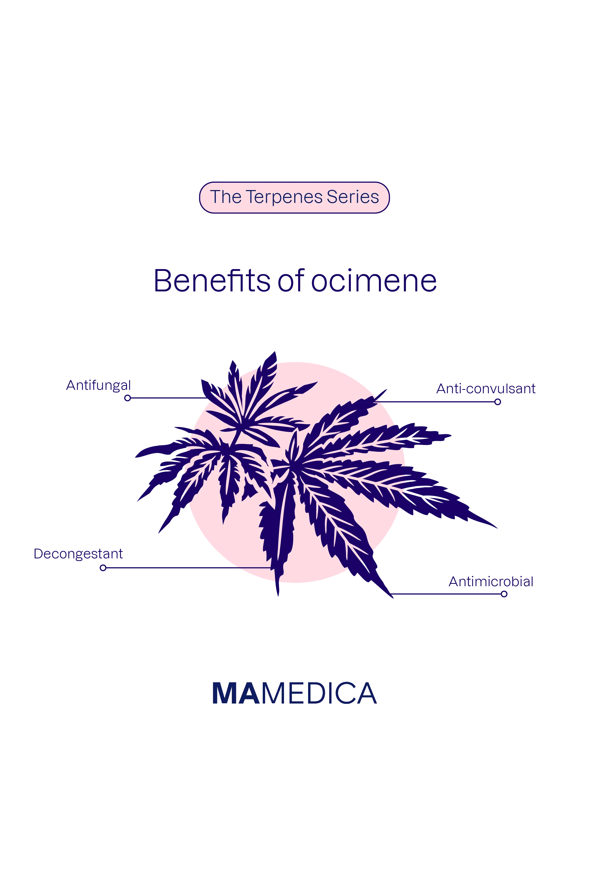 Benefits of ocimene: antifungal, anti-convulsant, decongestant, and antimicrobial