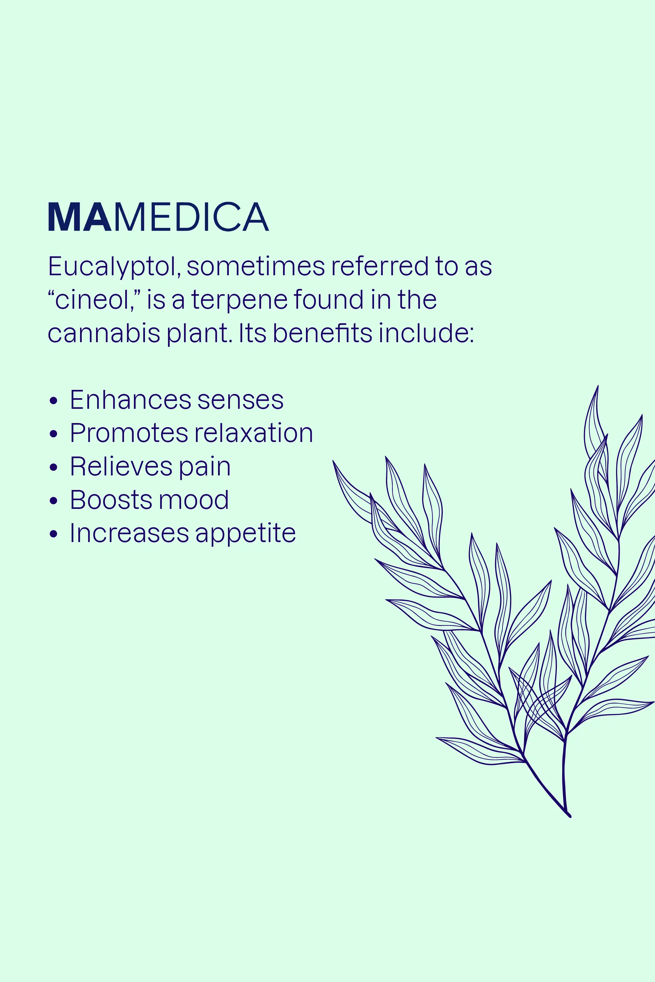 Eucalyptol, sometimes referred to as 'cineol' is a terpene found in the cannabis plant. Its benefits include: enhances senses; promotes relaxation; relieves pain; boosts mood; and increases appetite.