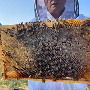 Tony Quinn holding a lot of bees