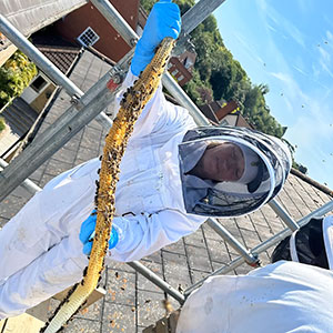 Claire Quinn holding a long strip of honeycomb.