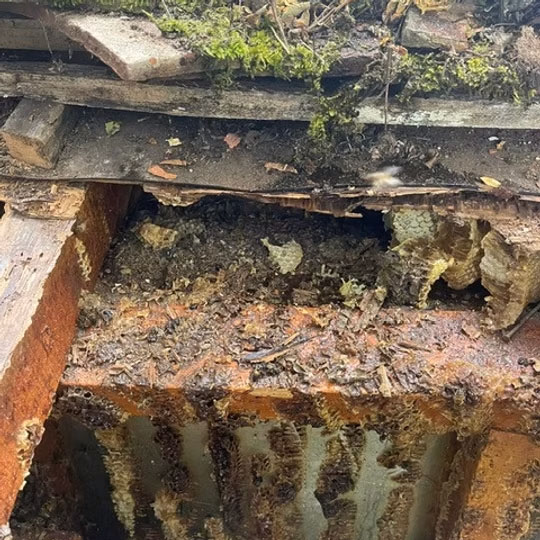 Wooden structure taken apart to reveal honeycombs