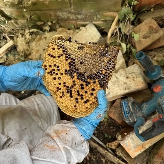 Beekeeper holding a chunk of honeycomb