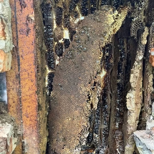 Big sections of honeycomb inside a wall