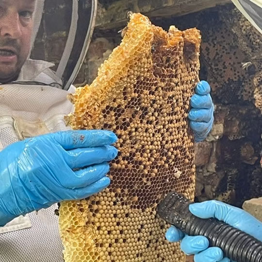 Beekeeper holding large honeycomb