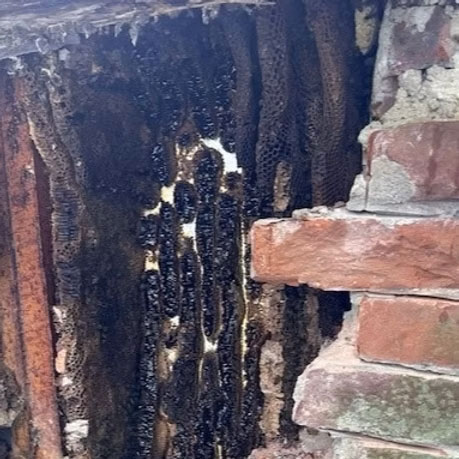 Large honeycombs inside a brick cavity