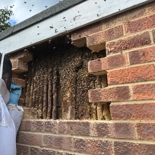 Brick wall dismantled to reveal large honeycombs and bees
