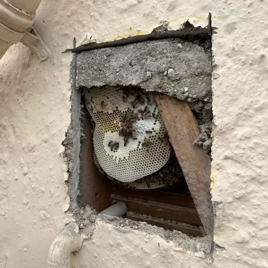 Section of render cut out to expose honeycomb