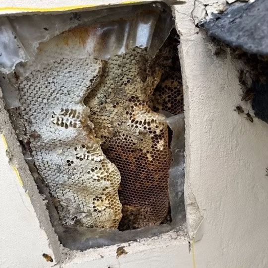 Hole cut in external render to show honeycomb