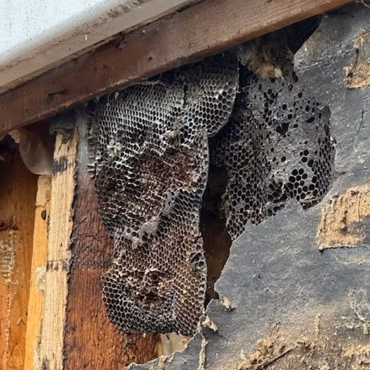 Wooden structure containing honeycomb