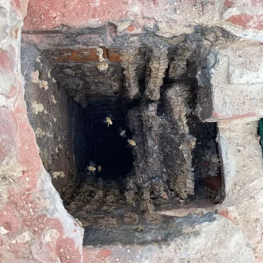A deep cavity in a wall containing honeycomb and bees