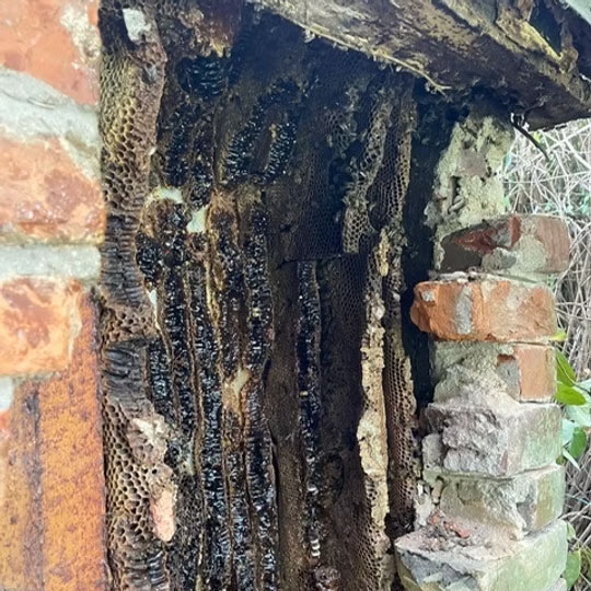 Brick wall dismantled to show honeycombs