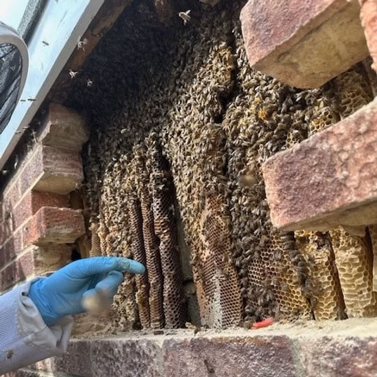 Bricks taken out of a wall to reveal huge honeycombs