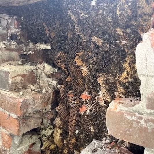 Bees and honeycombs inside a brick wall
