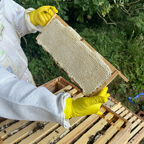 Beekeeper holding up a comb