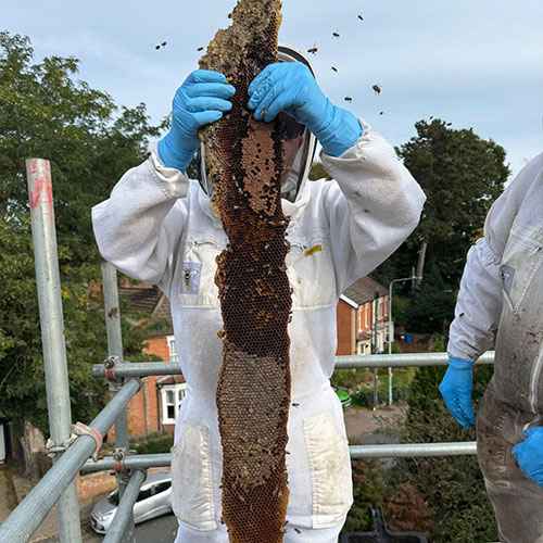 Beekeeper holding up a long honeycomb covered in bees