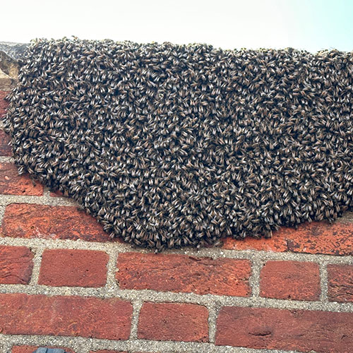 Swarm of bees on a brick wall