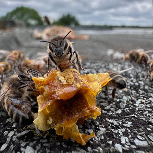 Close up of bees on a chunk of honeycomb
