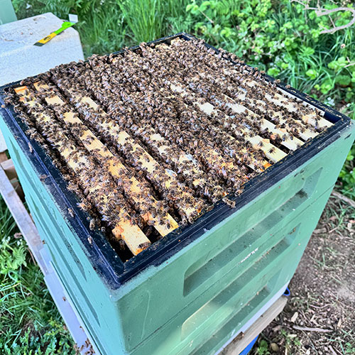 Honeycombs and bees sitting in a removal box