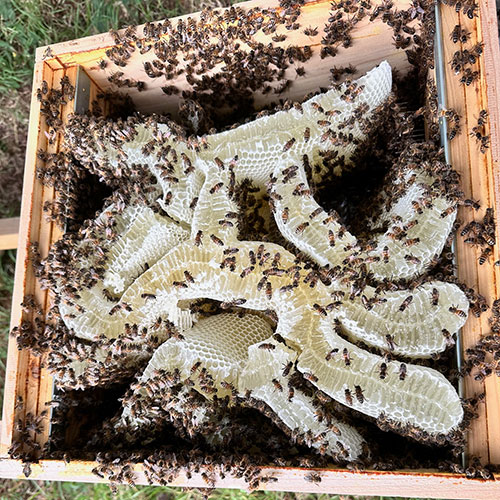 Exposed honeycombs and bees