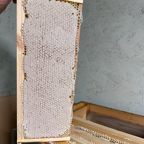 Honeycomb in a wooden frame