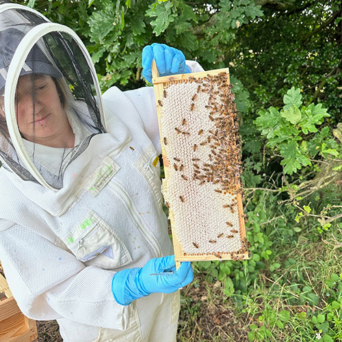 Beekeeper holding up a comb and bees
