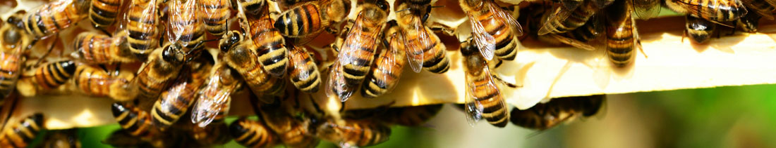 Close up of bees on a frame