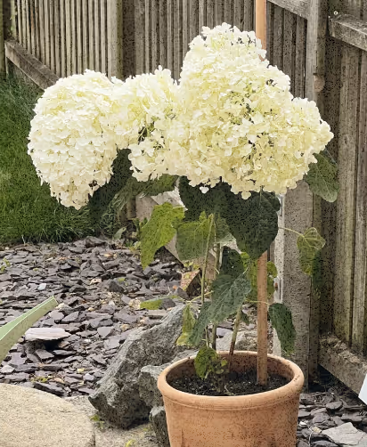 A Hydrangea Annabelle in Simon's garden