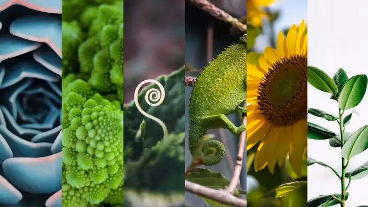 5 Lessons and Quizzes to Celebrate Fibonacci Day