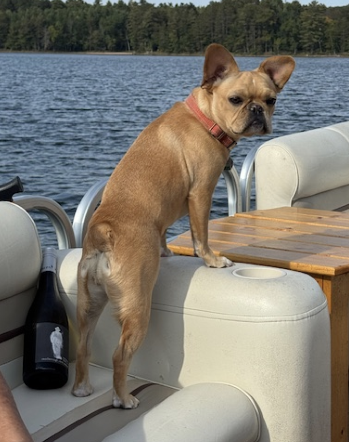 Royal Frenchel Frenchie on a boat trip