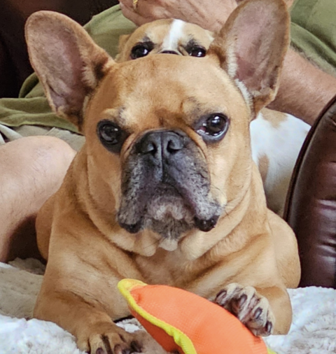 Royal Frenchel hanging out and relaxing