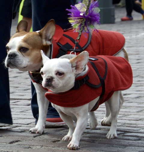 Royal Frenchel Frenchies as service dogs